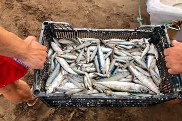 Chinchorro y varada del pescado pasados por agua (Foto TA)